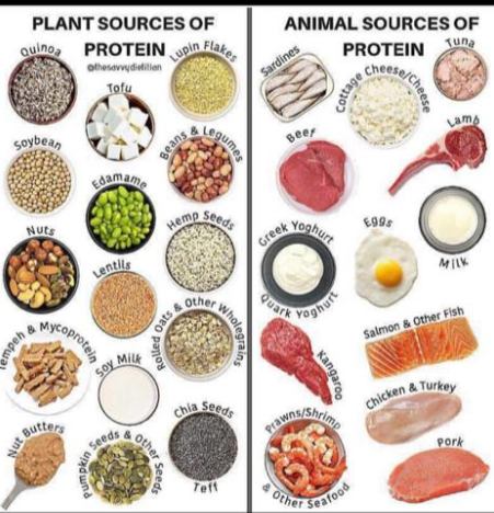 Les sources de protéines animales et végétales